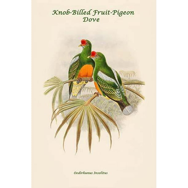 Kitchen Art Pigeons on Edible Wreath 8 x 10 Art Print